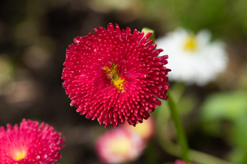 Flowers in the garden. Daisy in the foreground. Fuchsia color.