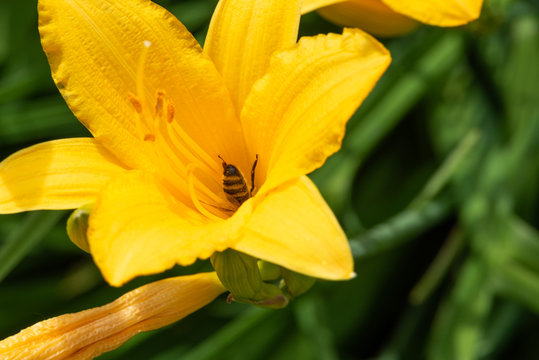 Bee pollinates a yellow iris. Summer. Close-up. Macro Photography.. 