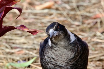 Australian Magpie