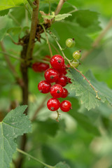 Bunch of red currants, berries on a branch close-up