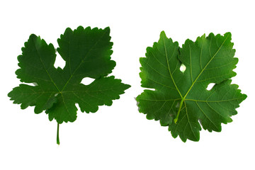 two grape leaves isolated on white background, top and bottom side of leaf