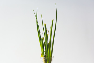 Green spring onion leaves in detail, centered, with white background