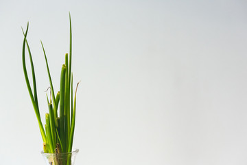 Green spring onion leaves in detail with white background