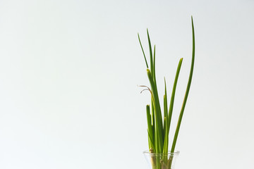 Fototapeta premium Green spring onion leaves in detail with white background