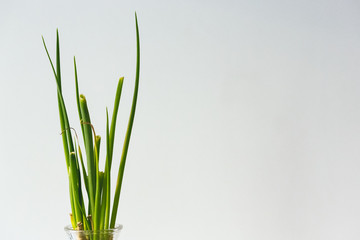 Fototapeta na wymiar Green spring onion leaves in detail with white background