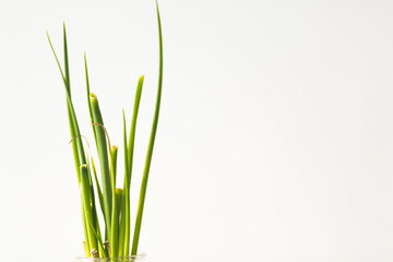 Green spring onion leaves in detail with white background