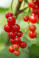 Bunch of red currants, berries on a branch close-up