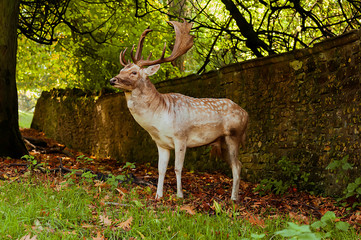Obraz na płótnie Canvas Deer - wild animals - natural scenery