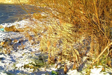 Reed in winter on the river Bank, Moscow