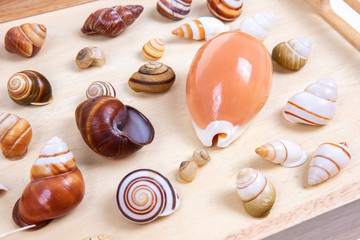Shells collection : set of various mollusk shells on wood tray background.