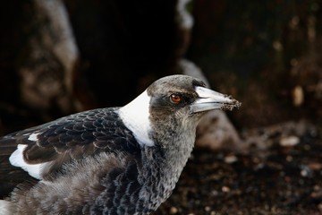 Australian Magpie