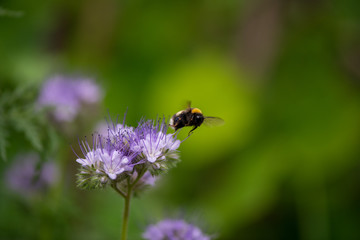 Biene Hummel Insekt