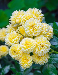 Beautiful flowers of yellow rose. Young buds.  Green leaves as a background.
