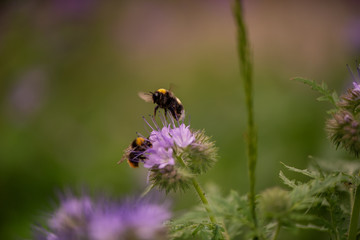 Biene Hummel Insekt