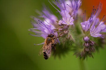 Biene Hummel Insekt