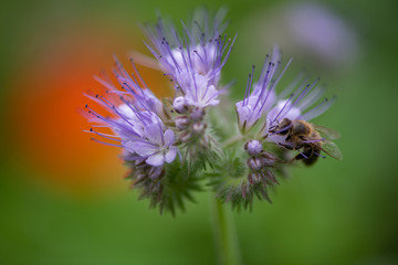 Biene Hummel Insekt