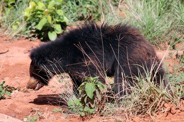 Black Bear stock photo Animal wildlife stock photo 