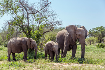 African bush elephant in Kruger National park, South Africa