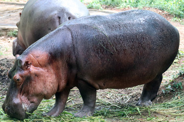 Brown Rhinoceros stock photo animal wildlife ippopotamus amphibius