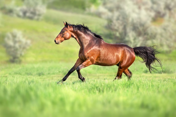 Fototapeta na wymiar Bay horse in motion on on green grass