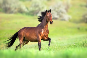 Bruin paard in beweging op groen gras