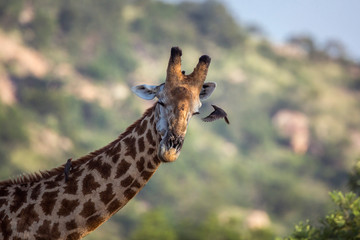 Giraffe in Kruger National park, South Africa