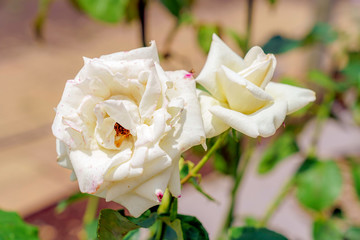 白色のばら
