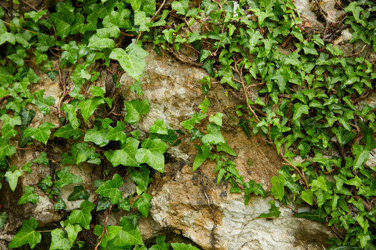 old wall with ivy leaves