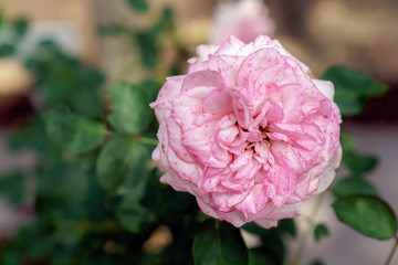 ピンク色のばら