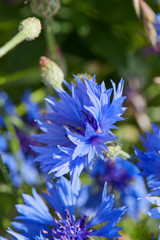 Blue flowers of cornflowers