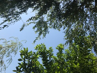 green leaves and blue sky