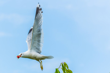 a seagull steals cherries from a tree