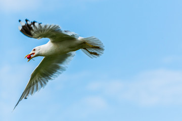 a seagull steals cherries from a tree