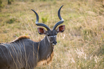 Greater kudu horned male portrait in Kruger National park, South Africa ; Specie Tragelaphus strepsiceros family of Bovidae