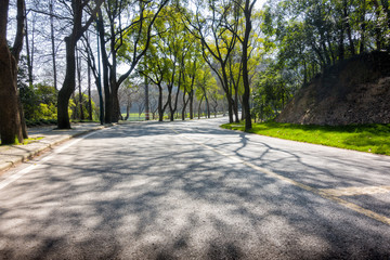 Summer Country Road Covered by Lush Trees, New Zealand