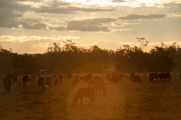 Fototapeta na wymiar Group of bulls and cows.