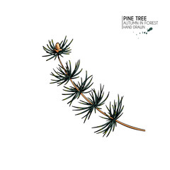 Hand drawn autumn leaves. Vector isolated colorful icon of pine tree branch. Fall forest folliage. Park seasonal colored plants. Wedding decorations, greeting card design inviatation.