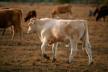 Group of bulls and cows.