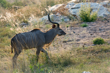 Greater kudu horned male portrait in Kruger National park, South Africa ; Specie Tragelaphus strepsiceros family of Bovidae