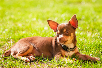 chihuahua puppy