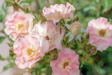 ピンク色のばら