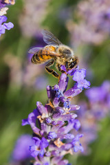 campi di lavanda