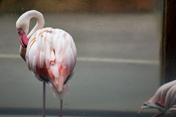 Behind flamingo bird with sunlight in pond