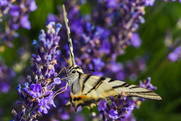 campi di lavanda