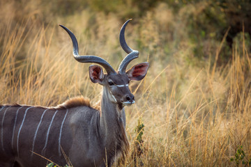 Greater kudu horned male portrait in Kruger National park, South Africa ; Specie Tragelaphus strepsiceros family of Bovidae
