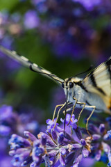 campi di lavanda