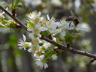 It's spring. Lush blooms spring garden. Clear sunny day. Bright blue sky. Luxuriously blooming fruit trees. Cherry blossoms. Armfuls of white flowers on the branches.