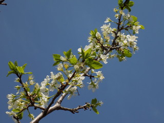 It's spring. Lush blooms spring garden. Clear sunny day. Bright blue sky. Luxuriously blooming fruit trees. Cherry blossoms. Armfuls of white flowers on the branches.