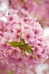 Kawazu cherry blossoms : full blooming