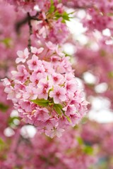 Fototapeta na wymiar Kawazu cherry blossoms : full blooming